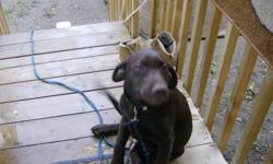 I have a chocolate lab puppy for sale.He is 6 monthes old.He is very friendly, and loves to play with children.He loves to be outside, and loves to run.We are finding it too hard, cause I recently went back to work, and he's in a kennel all day.(NOT FAIR