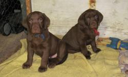 beautifull chocolate lab puppies. 2 males, 3 females. vet checked, dewormed and first shots. in need of a loving family.