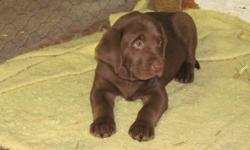 loving lab puppies, in need of a good family home. 2 males, 2 females. vet checked, first shots and dewormed.