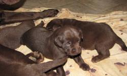 purebred chocolate lab pups
2 females, 6 males
sire is a ckc registered chocolate
dam is a non registered chocolate
both on site
 
all our family pets are raised with children, and are very well manered. Excellent hunting dogs
pups will have vet check, up