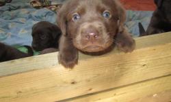 Chocolate Lab puppies !!!!
Chocolate Labs for sale, they were born November 21, 2011. There are 3 girls and 3 boys! It would be an amazing valentins`s day  present. They will be de-wormed, vet checked ( first set of shots) and a 6 month health guarantee.