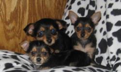 Chorkie puppies for sale. Three males and one female. Mom is a Chihuahua and dad is a Yorkie. They have been checked by the vet, first shots and dewormed. Adult estimated weight will be from 5-7 lbs. Delivery to the city.