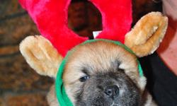 Beautiful Chow Chow Puppies for sale. 3 left, 1 black female, 1 black male, 1 red female. Ready to go Jan10th to 17th. Champion bloodlines.  CKC Registered, vaccinated, vet certified, de-wormed and microchipped.     www.bearcrestchows.com  807-346-8955