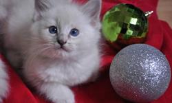 These adorable kittens will be able to go home just in time for a Christmas surprise! Only 2 girls of the 6 kittens are still available, so don't miss out on them :)
Ragdolls are a soft, long-haired, cream-bodied, affectionate breed with beautiful blue