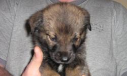 Puppies available for adoption on December 2, 2011. Mixed breed ( part Husky, Retriever, and Lab ). De-wormed. 6 Female and 2 Male.
Only puppy #7 remaining for adoption. Please call 834-1478 for information. No emails please.