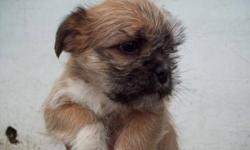 pup 3 SOLD, pups 5 and 8 SOLD PP.
Mom is a Shih-su, Jack Russel mix,
there are two males (Dad's) on site...some from each
Shih-su/pug/boston mix (I think) and pug/boston mix
5 girls, 3 boys
Pups will be 8wks Dec 4
Get them home, and settled, before the