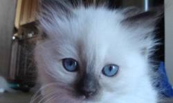~BABYDOLL RAGS~                               
 
      Has a litter of big, fluffy Tica registered Ragdoll kittens that will be ready for CHRISTMAS!! 
 
                                            3 Left For Christmas!!!
 
    
    They are personality