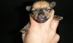 THESE PUP ARE ADORABLE -COME FROM GOOD PARENTS-GOOD FAMILY PETS READY JAN/2012-1ST SHOTS/DEWORMED