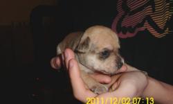 I have 2 female and one male chuhahua puppies ready in 6 weeks. The parents are both present. 600.00