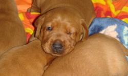 We have CKC Registered Fox Red Lab Puppies for sale that are ready to go on December 23, 2011 at 8 weeks old. Our dogs have an unbelievable temperment and they are great with children, adults, other dogs, etc and are great for hunting. Our puppies will