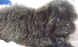 YES!!! A True Blue Shih Tzu. "Starz" comes from Tiny Lines. He will be 6-7 Lbs. His color is stunning, pictures do not do this boy justice. Both Mom and Dad are Blue Creams, registered with AKC and CKC. Starz will be registered with CKC. He will also be