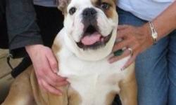 We have an un-neutered male CKC registered European English bulldog for sale WITH full breeding rights.
We purchased him with the intent to offer his services to other breeders but our careers have made no time for it. He is one year old and ready to go