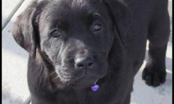 LOVABLE LABS  HAS CKC REGISTERED PUREBRED LAB PUPPIES FOR SALE...1 BLACK FEMALE LEFT  ($650).....PICTURES ARE OF  THE AVAILABLE PUPPY & PARENTS....READY TO GO TO NEW HOME NOW... GREAT CHRISTMAS GIFT! 
SHE HAS HER 1ST & 2ND SHOTS....SHE ALREADY WHINES WHEN