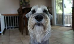 With a heavy heart, we are looking to rehome our male Standard Schnauzer, "Zero".  Unfortunately, we just don't have the time or paitence to deal with two dogs anymore and so we're hoping to find a loving home for our male.
 
He's 6 years old, approx 40