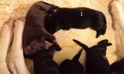 Purebred Labrador retriever Puppies Born in Langley on December 28, 2011.  2 Chocolate and several Black.
Champion Line on both parents? sides. Great quality stock, with health guarantee.  Warranty against eye, hip and elbow disorder. 
Best temperament.