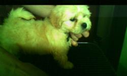 4  Beautiful Soft  Havanese Puppies.
CKC Registered, Champian Lines.
2 Males(1 Males Reduced Price) and 2 Females.
Various shades of red, white and apricot colouring. Males are going potty outside as well. Very quickly in the cold.  12 weeks old.