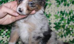 CKC REG'D AUSTRALIAN SHEPHERD ( AUSSIE ) FEMALE PUP
ADORABLE BLUE MERLE AUSSIE PUP.
SHE HAS A FULL LENGTH TAIL, SHE WAS NOT DOCKED.
GOOD QUALITY & EXCELLENT TEMPERMENT
FAMILY RAISED WITH CHILDREN AND OTHER PETS.
PUP WAS BORN NOVEMBER 1/2011.
SHE IS ALMOST