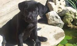 CKC Reg'd  Black Labrador pups ready to go!. Beautiful English style pups, wide deep chests and shoulders, wide square heavily muscled hips, gorgeous bullet heaf, well rounded, excellent ears set.The pups are family raised in the house with 8,6,4 yr old