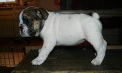 CKC REG ENGLISH BULLDOG PUPPIES
 
BORN DEC.6/11 WILL NOT BE READY FOR THEIR NEW HOMES UNTILL AFTER FEB. 6/12. PUPPIES COME WITH A VET HEALTH CHECK RECORD, MICRO CHIP, 1ST SHOT, DEWORMING, HEALTH GAURANTEE, 6 WEEKS FREE PET INSURANCE. HAVE BEEN FAMILY