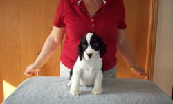 CKC REGISTERED ENGLISH SPRINGER SPANIEL MALE PUPPIES
These are puppies raised in our home, so they are well socialized with adults, grandchildren and other dogs. These pups were dewormed at 5 & 7 weeks, are vet checked, have had eye checks done, tattooed