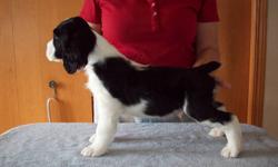CKC REGISTERED ENGLISH SPRINGER SPANIEL PUPPIES
These are puppies raised in our home, so they are well socialized with adults, grandchildren and other dogs. These pups were dewormed at 5 & 7 weeks, are vet checked, have had eye checks done, tattooed and