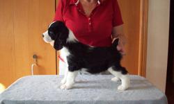 CKC REGISTERED ENGLISH SPRINGER SPANIEL PUPS
These are puppies raised in our home, so they are well socialized with adults, grandchildren and other dogs. These pups were dewormed at 5 & 7 weeks, are vet checked, have had eye checks done, tattooed and have