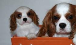 Canadian Kennel Club Registered Cavalier King Charles Puppies lovingly raised locally in Moose Jaw Sask!
Only 1 Girls Left!! Ready to go!
The puppies are tattooed, vaccinated, dewormed, vet check, Candian Kennel Club Registered, and come with puppy pack,