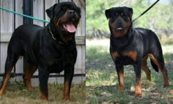Big beautiful German rottweiler puppies They are from imported parents with famous Champion and working Bloodlines. Go see the mom and dad and there pedigrees on my website
http://www.adaliarottweiler.com
Parents are health tested OFA'd
Our puppies are