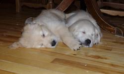 CKC registered golden retriever puppies from excellent lines.
Parents have hips, elbows, eye and heart clearances. Sire is from Swedish champion lines, Dam is field golden, trained and working in the field as an invaluable hunting partner.
We are ethical,