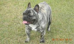 3 year old  CKC registered male(neutered) French Bulldog  looking for the right approved home. Fawn with black mask,  fully vaccinated including rabies, well socialized with other dogs as well as children.
Serious inquiries only.