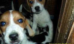 We are still looking for forever loving homes for beautiful Beagle Puppies..
Both parents are CKC Registered.. Pups will be provided with their first NEEDLES along with being DE-WORMED.
LITTER PAPERS will also be provided. For FEMALES $200. MALES $250.
If