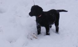 Faster Gun Labradors.
Males and females available. Purebred, CKC Registered Black lab puppies, extensive health testing done on both parents, and pups come with 30 month health guarantee against genetic disease. They have had 2 sets of  shots, regular