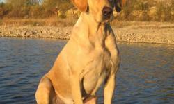 WE ARE ACCEPTING DEPOSITS ON THIS SPRING 2012 LITTER
 
 
Gem is a gorgeous yellow female from some of the finest breeding in the U.S. Gem is an 80lb female with a strong field trial and Hunt Test background. Gem has just recently started her Hunt Test