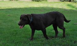 WE HAVE HAD ONE OF THE MOST BEAUTIFUL LITTERS OF CHOCOLATE LAB PUPS. THIS LITTER HAS TIPPED THE SCALES WITH GIRLS 7 OF THEM TO BE EXACT AND ONLY 2 BOYS. WE HAVE BEEN BREEDING LABS FOR THE PAST TEN YEARS AND HAVE FOUND A WONDERFUL COMBINATION OF BOTH