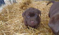 WILL BE READY FOR CHRISTMAS!! CKC Registered Yellow and Chocolate Lab puppies available for sale to approved homes. WILL BE READY FOR THEIR NEW HOMES JUST BEFORE CHRISTMAS!!!I have only 1 CHOCOLATE FEMALE AND 3 YELLOW FEMALES AVAILABLE. Pups were born on
