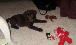 We have one CKC Registered chocolate lab puppy available. Will include second set of shots in the price. Quite a savings. This puppy comes with a health guarantee and six weeks of Pet Insurance. He has a  great disposition and is well socialized. CKC