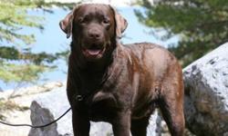 Rayneriver Reg?d Labrador Retrievers has a 2 YEAR-OLD, CKC REGISTERED, CHOCOLATE MALE LABRADOR RETRIEVER (ENGLISH STYLE) WITH A HAPPY-GO-LUCKY, SOCIABLE TEMPERAMENT looking for a loving new home now.  Both parents also have excellent temperaments,