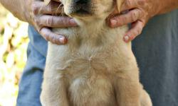 Rayneriver Reg'd Labrador Retrievers has a "PICK OF THE LITTER" YELLOW FEMALE (ENGLISH STYLE) WITH A WONDERFUL, OUTGOING TEMPERAMENT out of our recent Daisy x Bo litter looking for a loving foster home in Winnipeg or the immediate surrounding area --- one