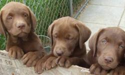 PUREBRED LABRADOR RETRIEVERS MAKE AN EXCELLENT FAMILY PET OR HUNTING COMPANION.
THESE PUPS ARE SHOW QUALITY, BRED FROM CHAMPION LINES.
PUPS ARE CKC REGISTERED, VET CHECKED WITH FIRST SHOTS, DEWORMED. 3 CHOCOLATE FEMALES $600
PARENTS HAVE HEALTH CLEARANCES
