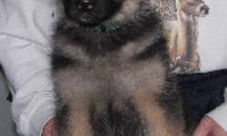 Last Mountain German Shepherds has a beautiful female pup looking for her new forever home. She is 9 weeks old and has a very outgoing and active personality. Yanna would do well in obedience, agility, tracking etc or just make a good family pet for an