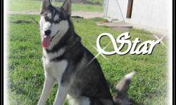 CKC registered Female Siberian Husky
We have 1 adult female Siberian Husky available.
All of our Siberians are family raised with young children. Our Siberians live outdoors in a big full insulated shed with large Kennels. They have a large play yard