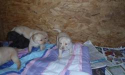 Oak Lane Retrievers has CKC Registered Yellow Lab puppies available for sale to approved homes. PUPPIES WILL BE READY FOR THEIR NEW HOMES JUST BEFORE CHRISTMAS!!!I have only 3 YELLOW FEMALES AVAILABLE. Pups were born on the 29th of October and will be