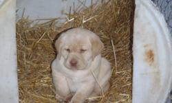 OAK LANE RETRIEVERS HAS 2 CKC Registered FEMALE Yellow Lab puppies available for sale to approved homes. PUPPIES ARE READY FOR THEIR NEW HOMES NOW!!! WE HAVE 2 YELLOW FEMALES AVAILABLE. Pups were born on the 29th of October and will be ready for new homes
