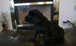 CkcRegistered Labrador Retrievers. ONLY 1 BLACK FEMALE LEFT..  Puppies born Sept. 29, 2011.  Puppies will be sold with vet check, 3 vacinations, microchipped and dewormed.  Puppies are from hunting parents.  Puppies have been socialized with children,