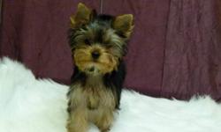 Male yorkies puppie's,have had 2 sets of shots have been dewormed.Puppies have had their tails docked and dew claws removed.Puppies come with 6 weeks of health insurance along with a 2 year health guarentee.Puppies are on a spay/nueter contract.Parents