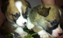 Adorable corgi pups for sale, 4 red and white males, 2 tri-colored females. These are great family dogs they are a big dog in a small dogs body, kind hearted, easy going once you own a corgi you will be hooked! these little pups come are family raised