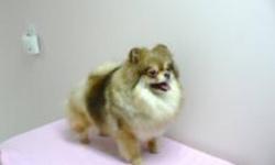 Chloe has retired and is looking for a family that will love her and make her #1 in their hearts. Chloe is a Beaver color Pomeranina,she has brown eyes and nose and is a lovely brownish color.
If she s not what you are looking for we are also placing