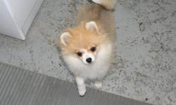 We have 1 beautiful Registered Pomeranian puppy. This lovely little girl is an orange Parti color, she is well socialized and well on herr way to paper training. Her and her sister were smaller  so we held them back waiting for them to grow. She loves to