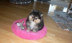 We have 1 beautiful Registered Pomeranian puppy. This lovely little girl isBlack & Tan with 4 white socks, she is well socialized and well on herr way to paper training. She has a very unique personality like her mother and she will give you hours and
