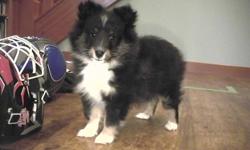 I have one female tri-coloured Sheltie puppy ready to go to her new home. She is very sweet and has a great personality. Has had her first shots and dewormed. Is a real ball of fluff, Phone 250-337-2026 for more info.